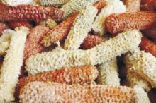 corn